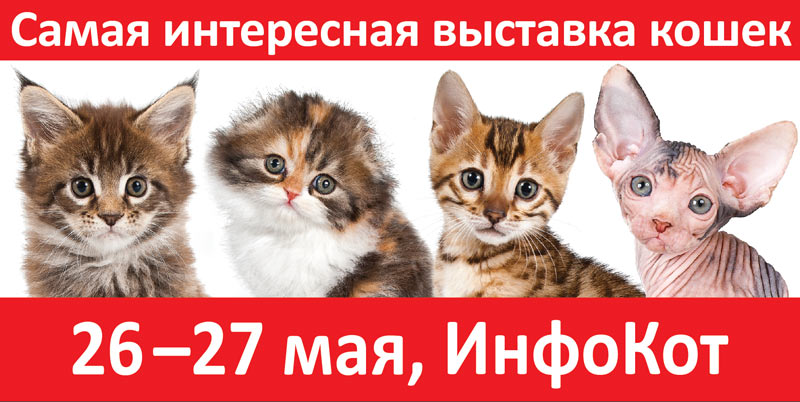 Реклама выставки ИнфоКот