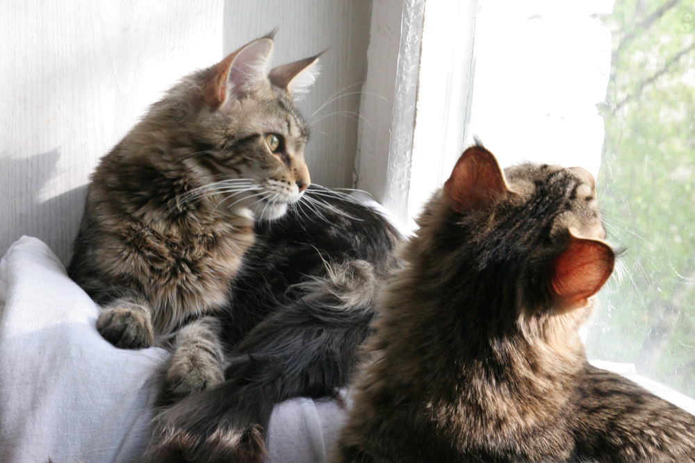Кошка и кот мейн кун в возрасте 4-5 месяцев