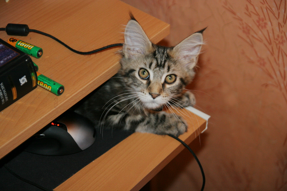 Котёнок мейн-кун Йода в полке для клавиатуры