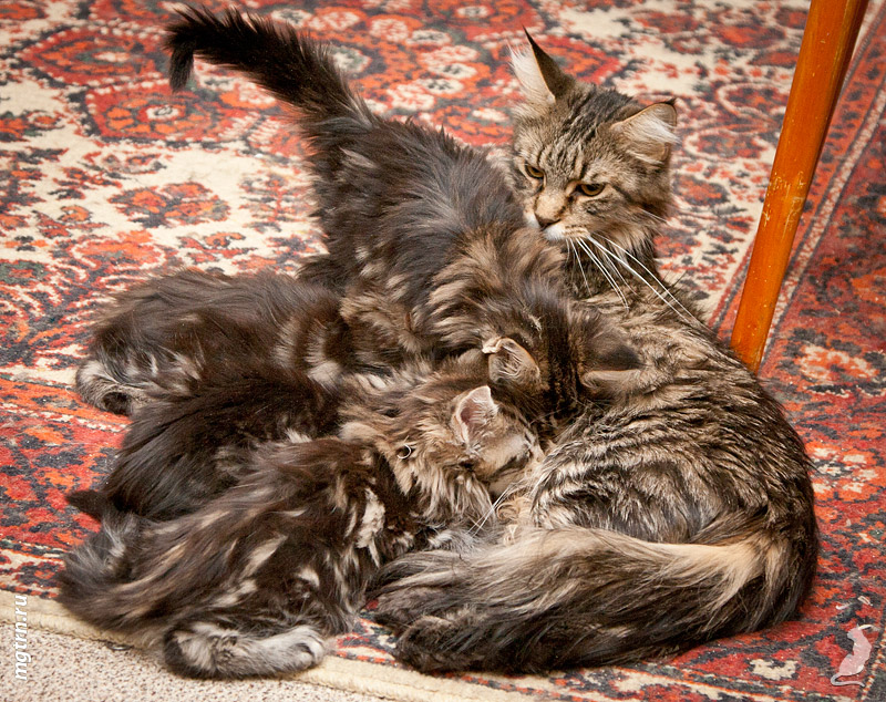 Мейн кун кошка с котятами