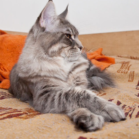 Blue tabby — наши дети голубого окраса