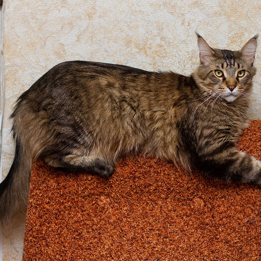 Фото Megatherion Felis Silvestris