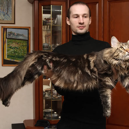 Помёт Occult
