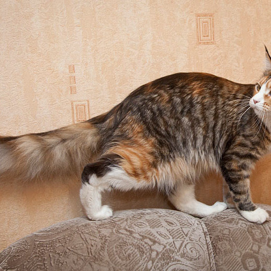 Котята Minsk Super Coon