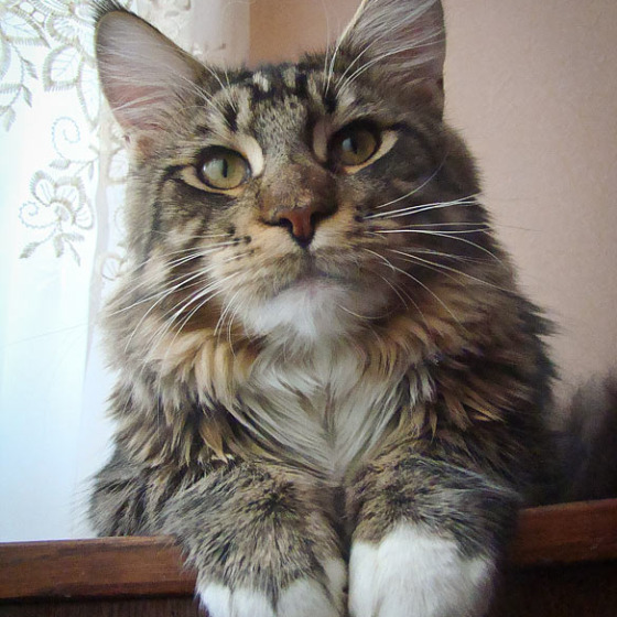 Котята Minsk Super Coon