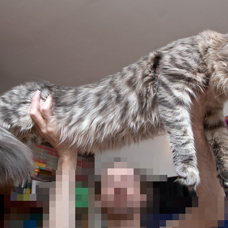 Котята помёта On Stage