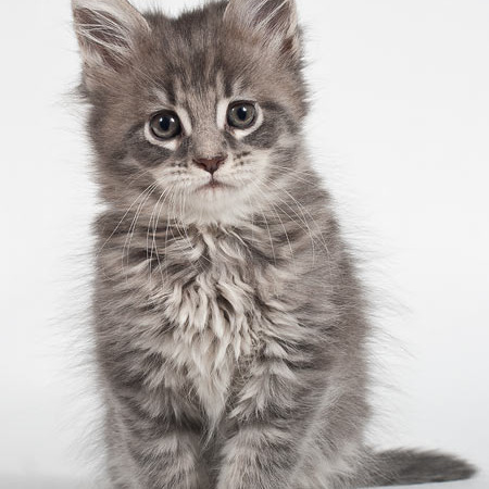 Blue tabby — наши дети голубого окраса