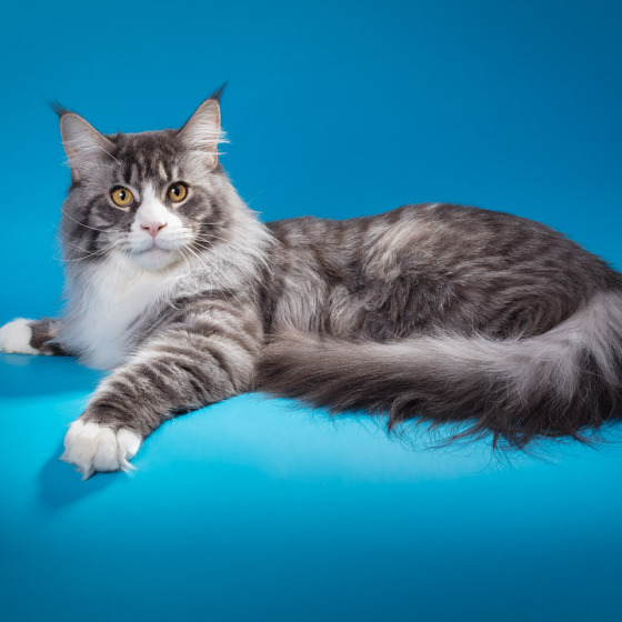 Sher MegaDonna, он же Котявчик