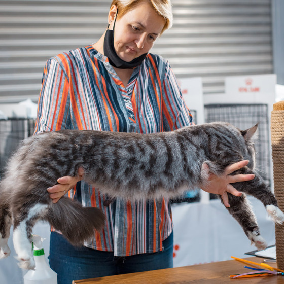 Sher MegaDonna, он же Котявчик