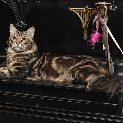 Фото Danissimo Coon Fury