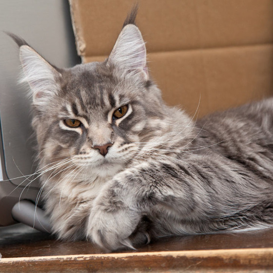 Blue tabby — наши дети голубого окраса