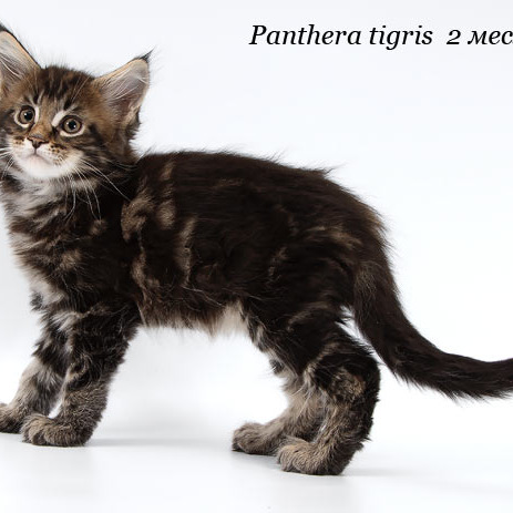 Megatherion Panthera Tigris, Тигрюха