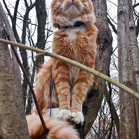 Котята Minsk Super Coon