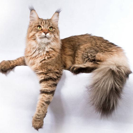 Белка (Catsvill County Rich&Famous)