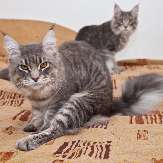 Blue tabby — наши дети голубого окраса