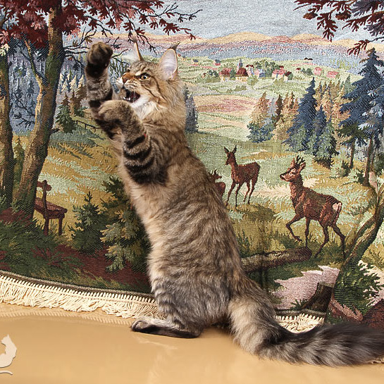 Белка (Catsvill County Rich&Famous)