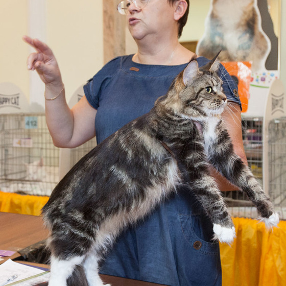 Minsk SuperCoon Amanda