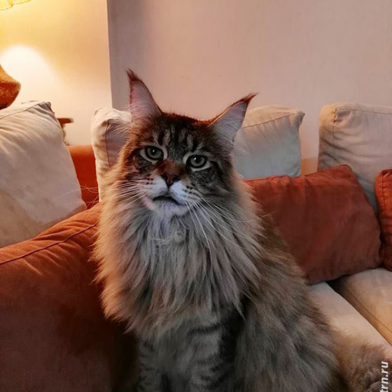 Котик Зло — Megatherion Dream Evil