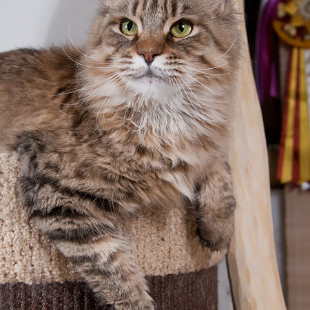 Белка (Catsvill County Rich&Famous)