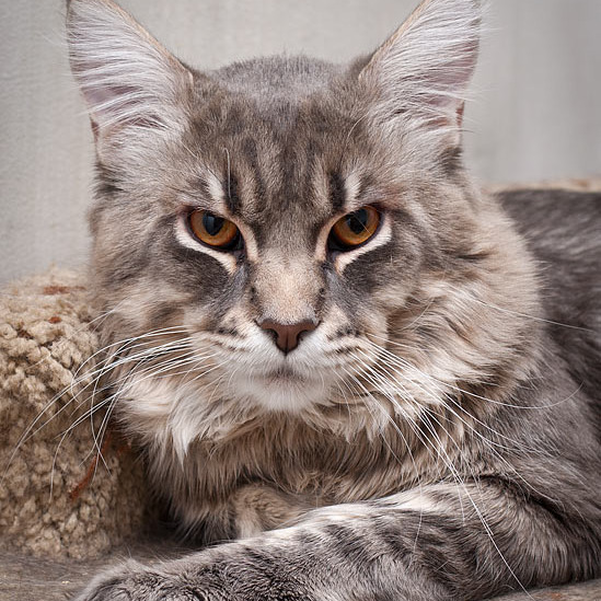 Blue tabby — наши дети голубого окраса