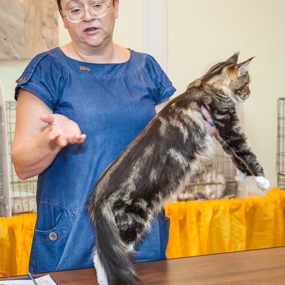Minsk SuperCoon Amanda