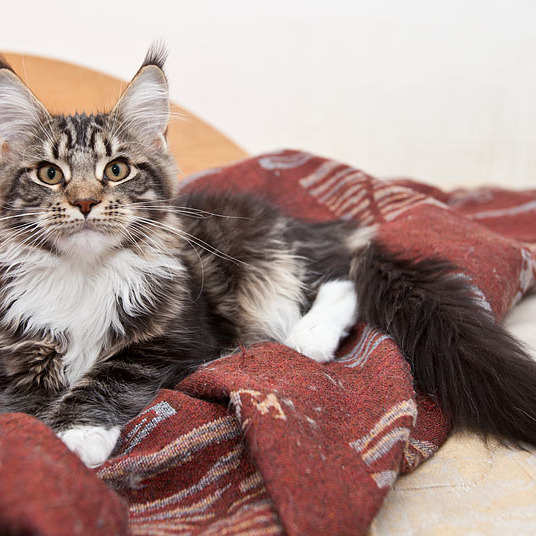 Котята Minsk Super Coon