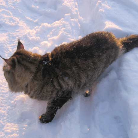 Мейн-куны на природе