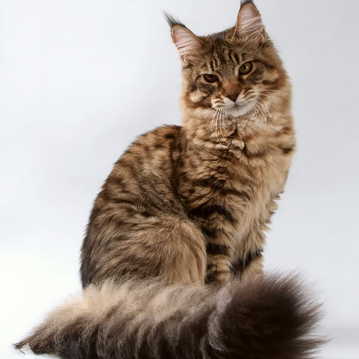Белка (Catsvill County Rich&Famous)