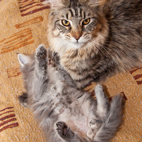 Котята Шмыги и КакРыса