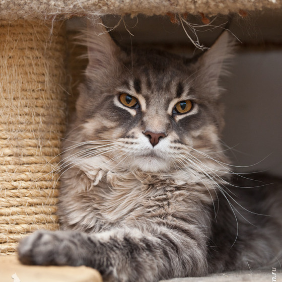 Blue tabby — наши дети голубого окраса