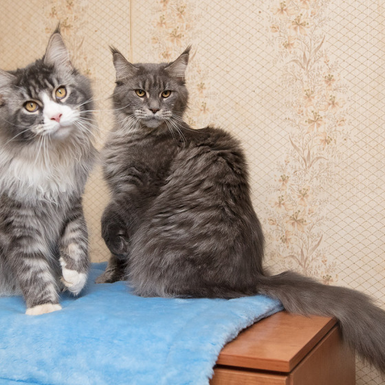 Sher MegaDonna, он же Котявчик