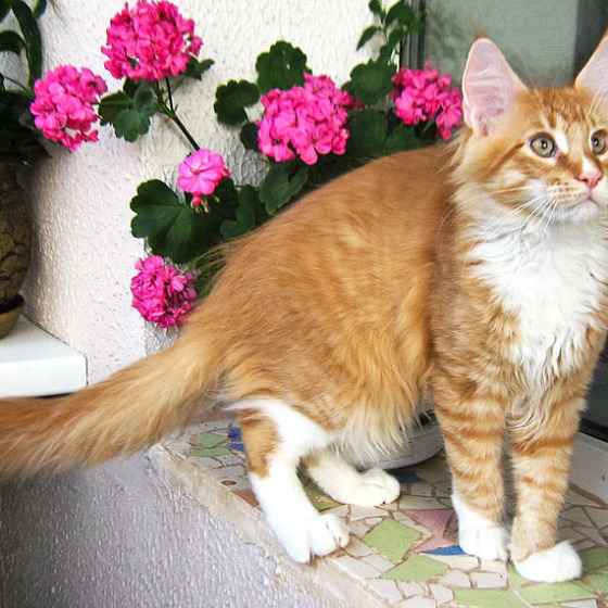 Фото Minsk Super Coon Atilla