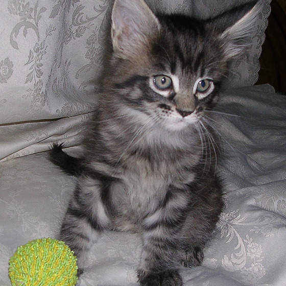 Фото Ещё одна кошка