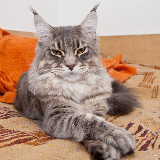 Blue tabby — наши дети голубого окраса