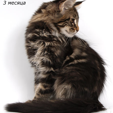 Megatherion Panthera Tigris, Тигрюха