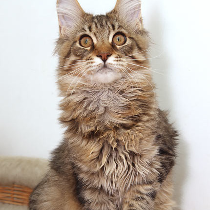 Белка (Catsvill County Rich&Famous)