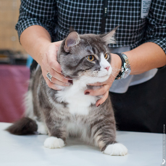 Sher MegaDonna, он же Котявчик