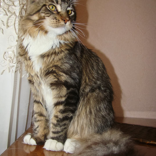 Котята Minsk Super Coon