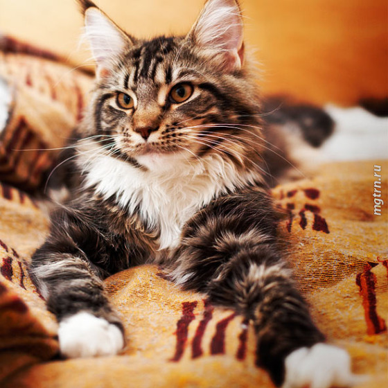 Котята Minsk Super Coon