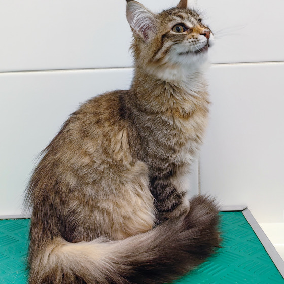 Фото Megatherion Cool Cat