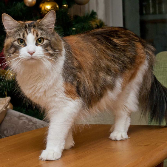 Котята Minsk Super Coon