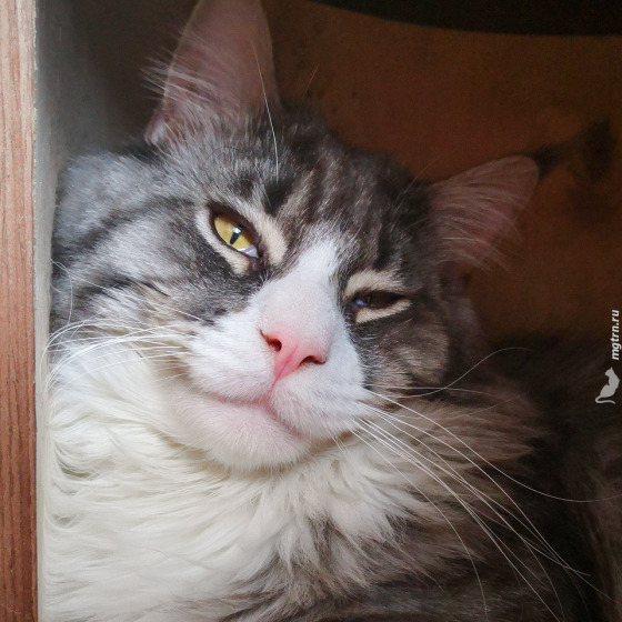 Sher MegaDonna, он же Котявчик
