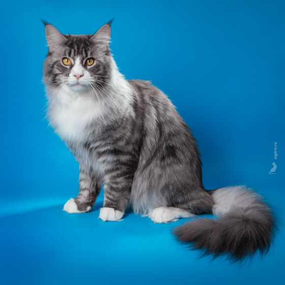 Sher MegaDonna, он же Котявчик