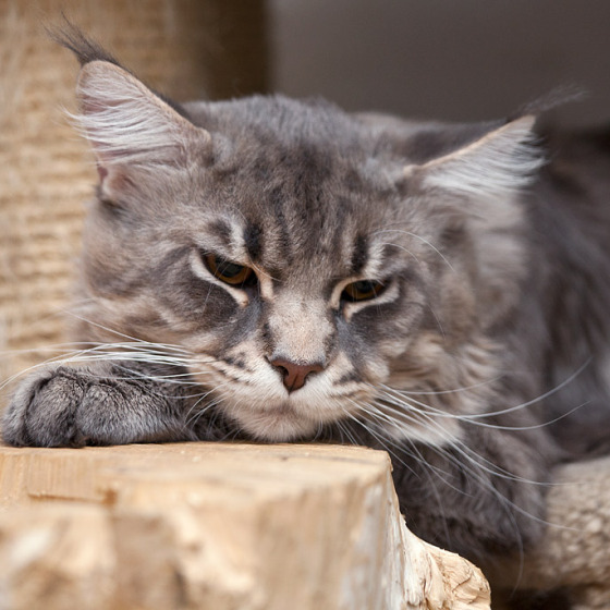 Blue tabby — наши дети голубого окраса
