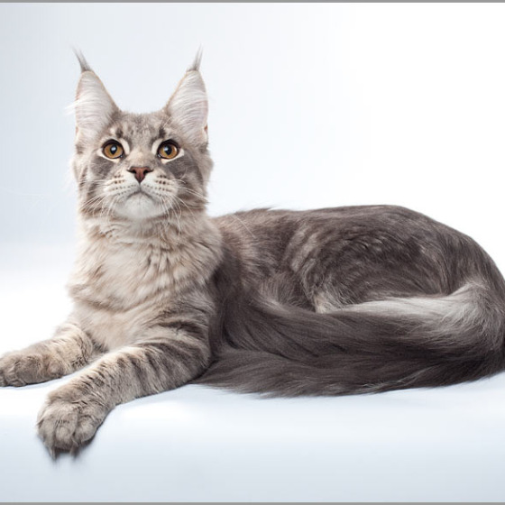 Blue tabby — наши дети голубого окраса