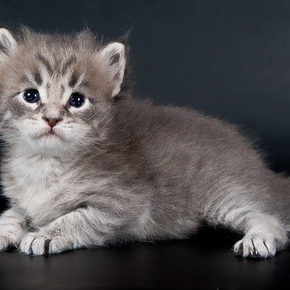 Blue tabby — наши дети голубого окраса