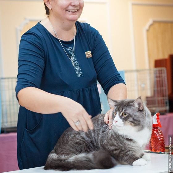Sher MegaDonna, он же Котявчик