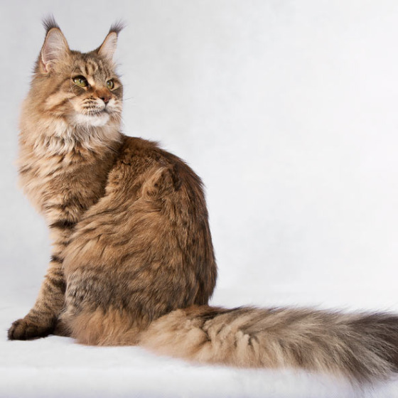 Белка (Catsvill County Rich&Famous)