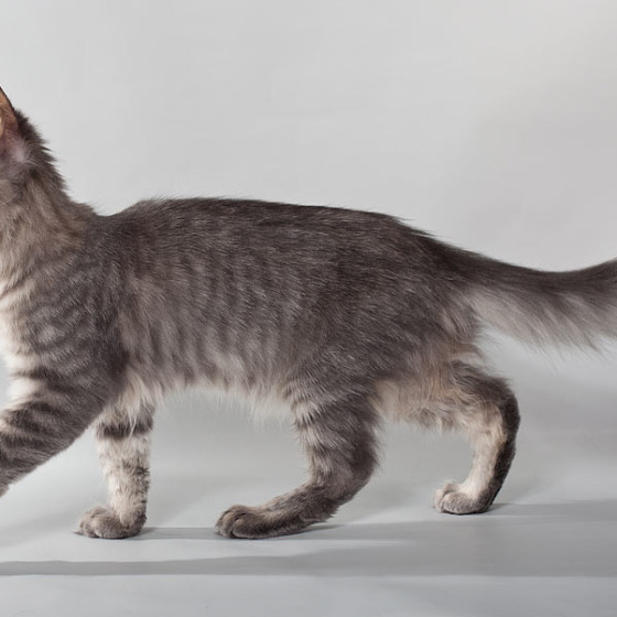 Blue tabby — наши дети голубого окраса