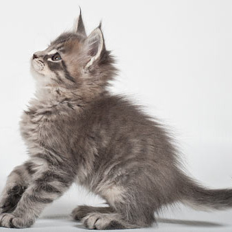 Blue tabby — наши дети голубого окраса
